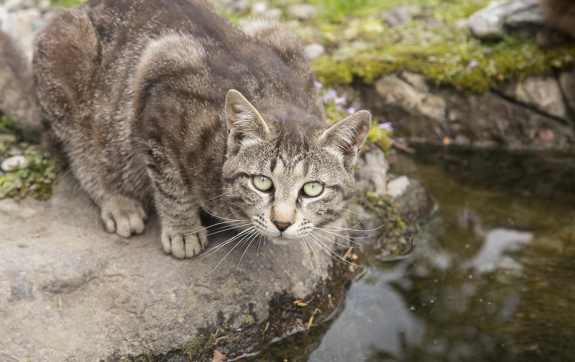 gray tabby cat by a stream