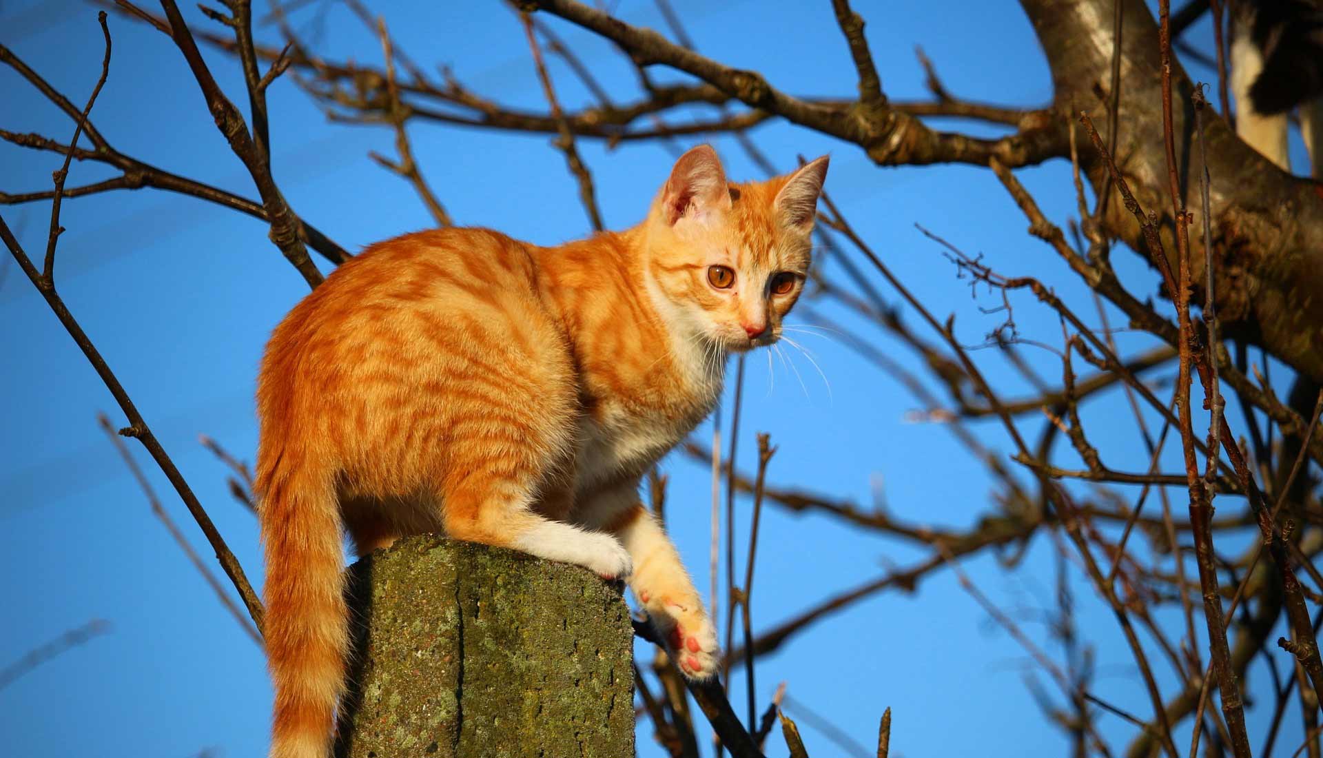 orange tabby cat in a tree