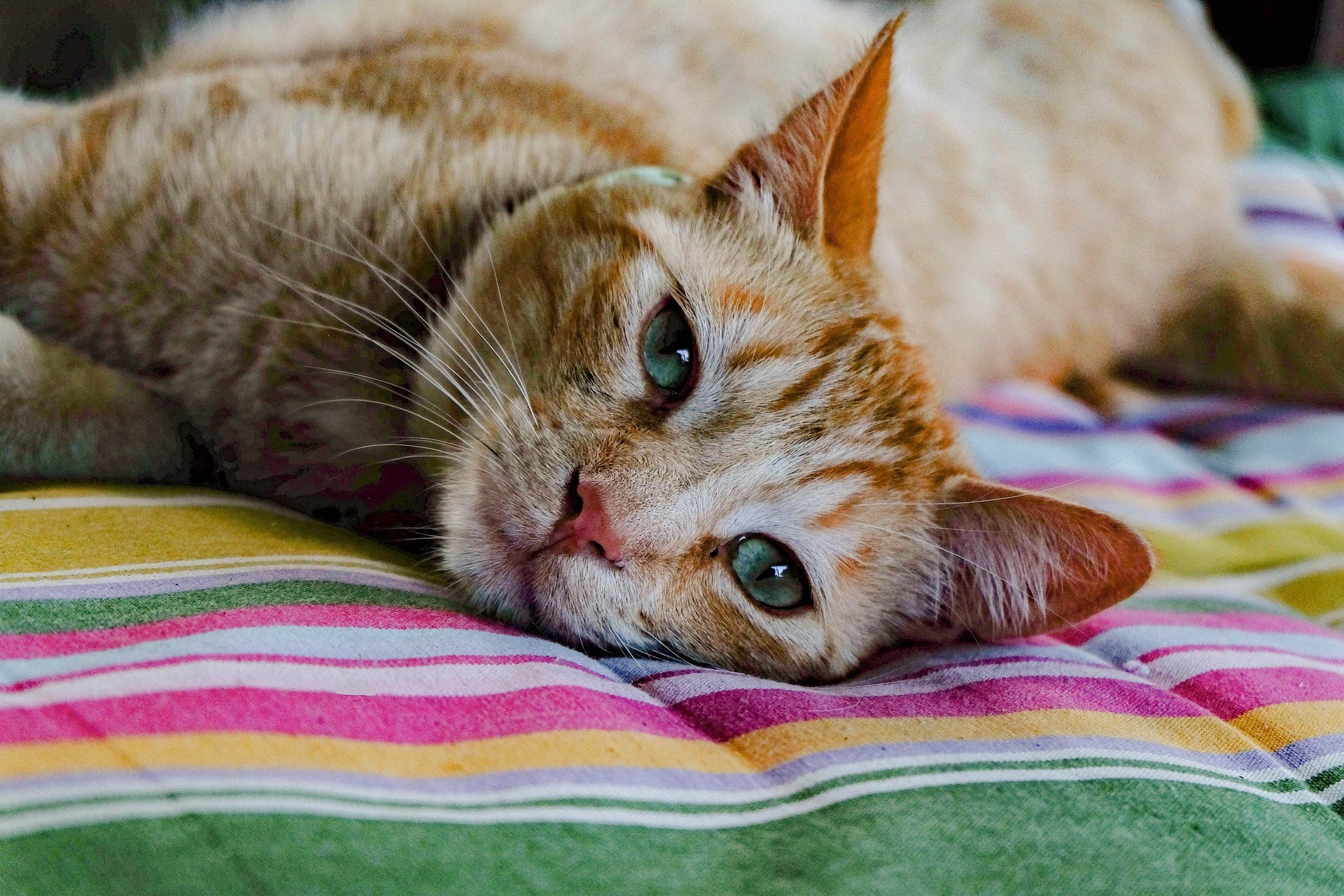 orange tabby cat lying on a colorful striped cushion