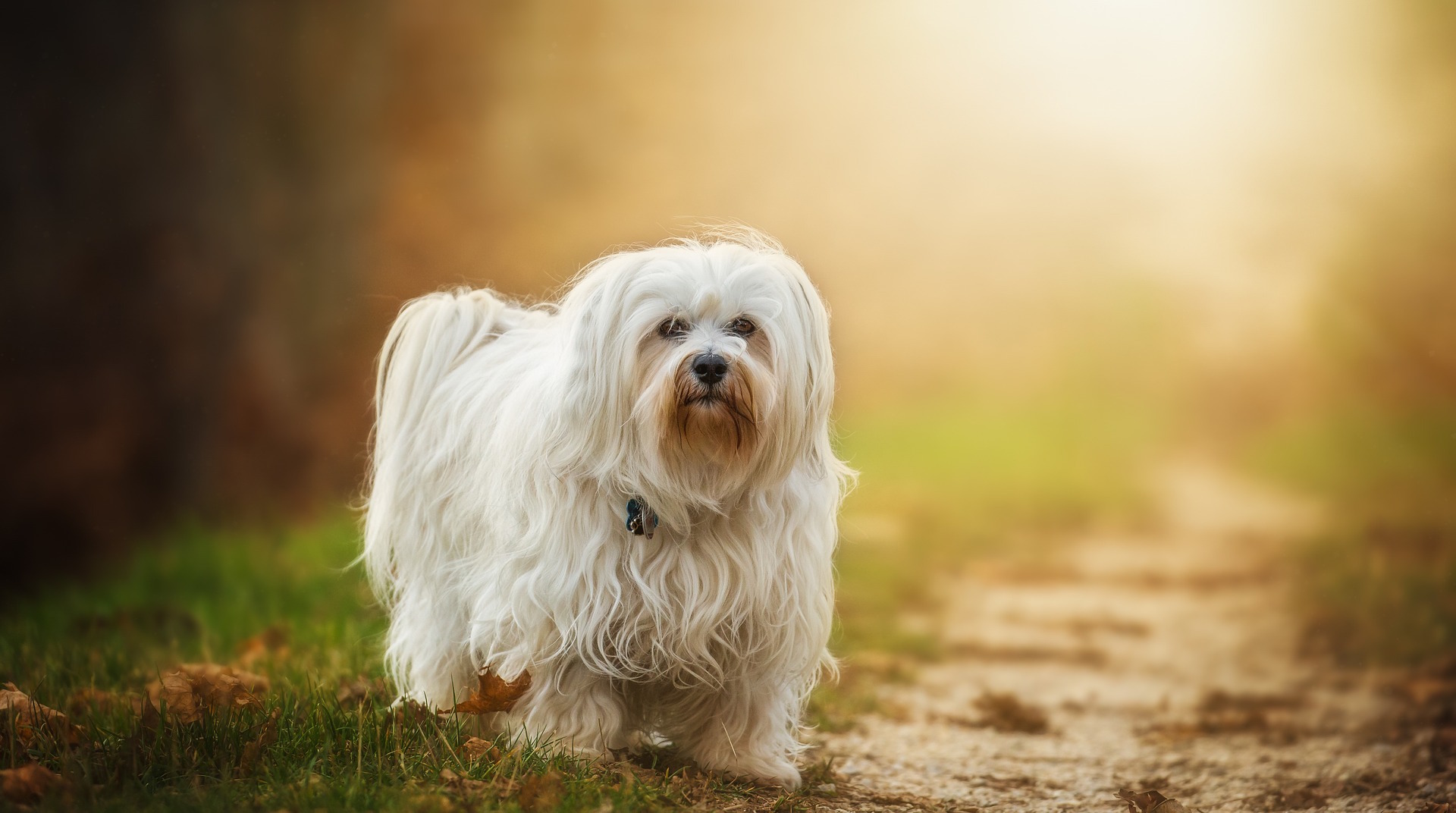 small white long-haired dog