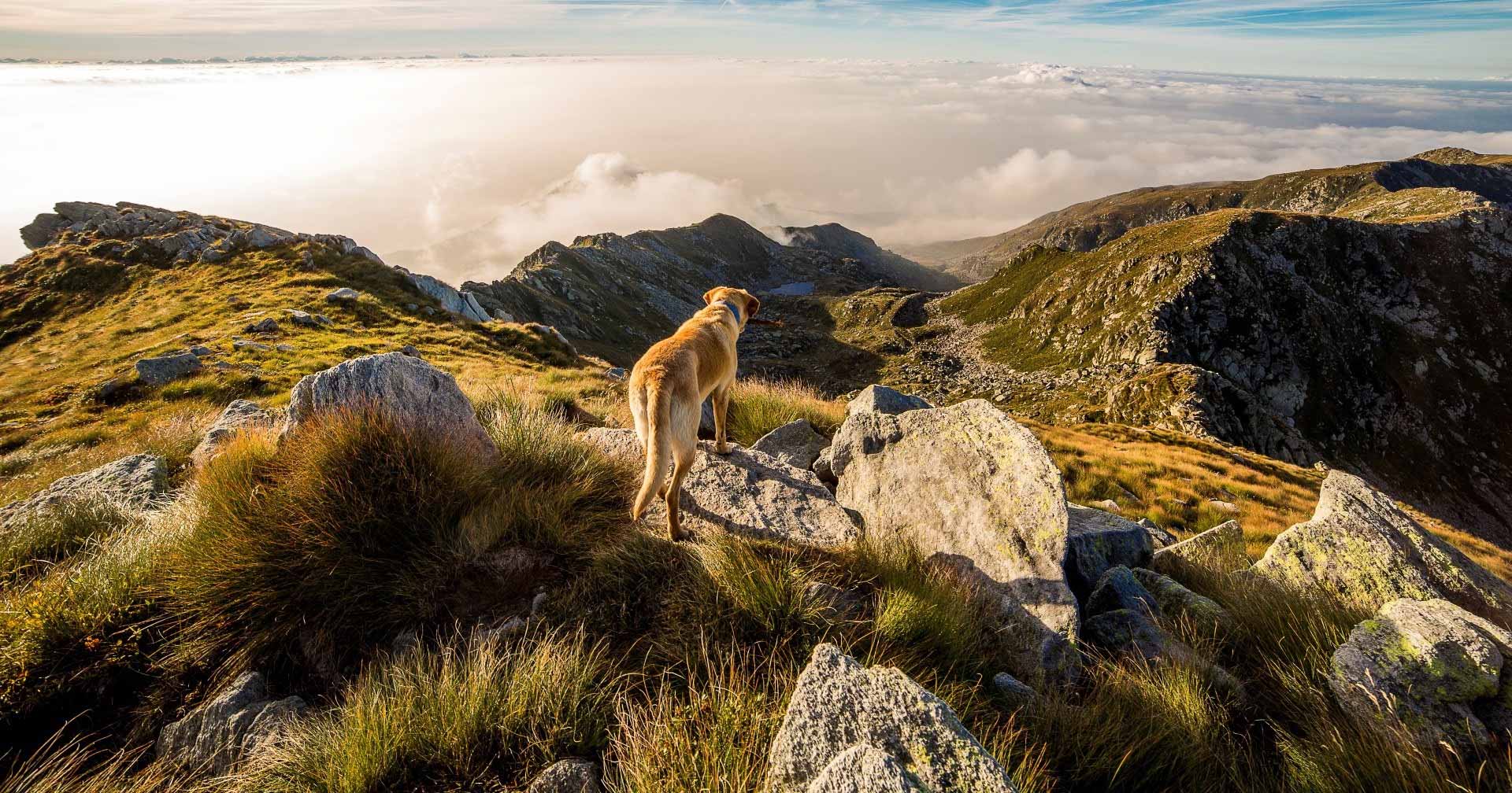 yellow labrador overlooking mountains